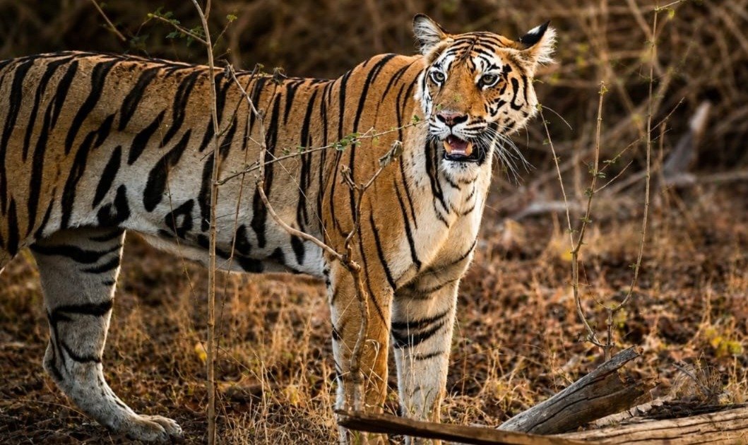 Bengal tiger sighting in Pench