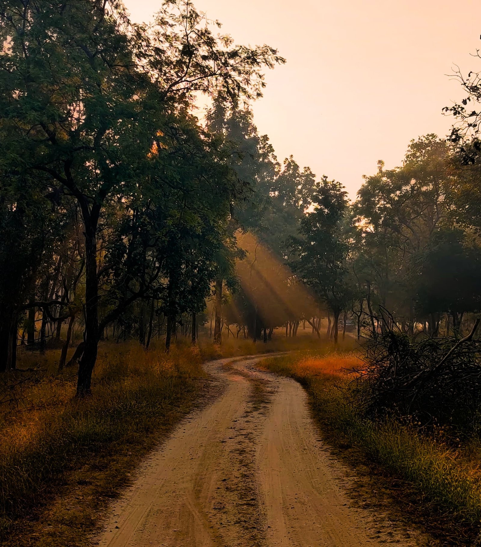Teak forest trail in Pench